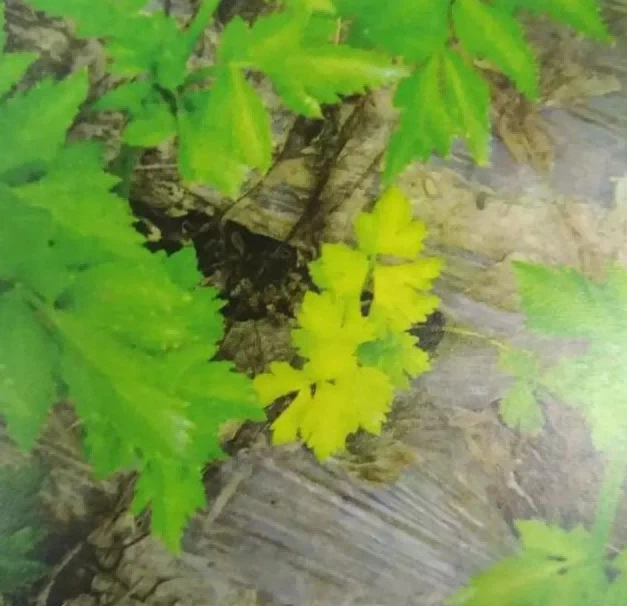 celery yellow disease