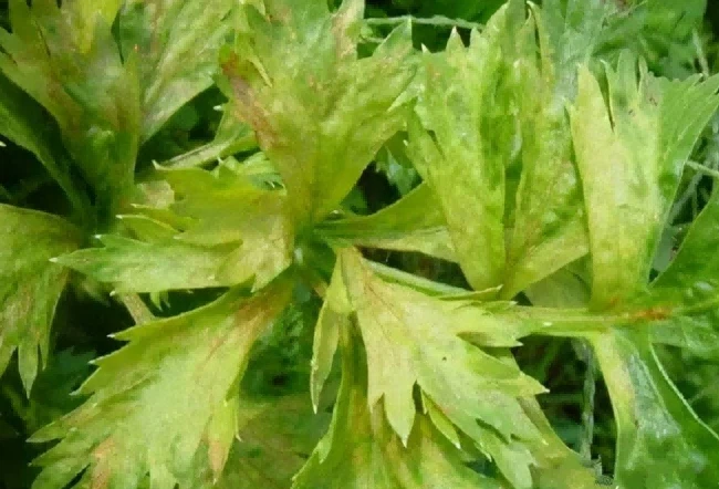 celery yellow disease 1