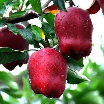 info-350-350 info-350-350