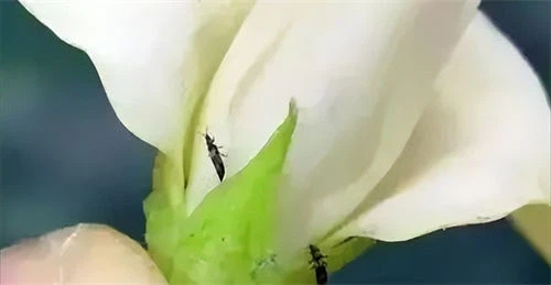 thrips thrips