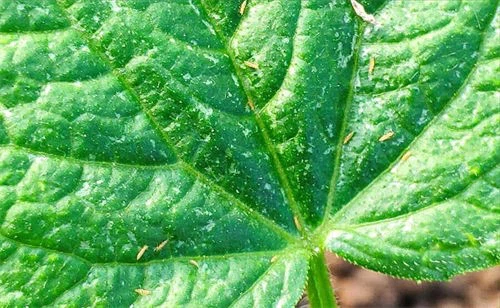 thrips thrips