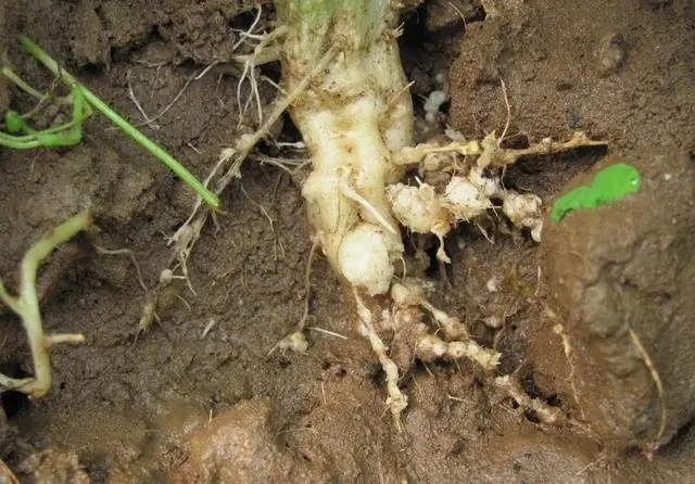 root-knot nematodes root-knot nematodes