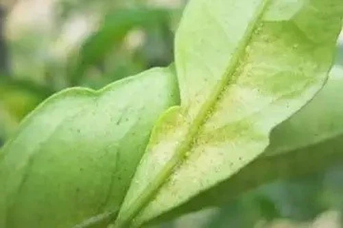 Damage caused by citrus red spiders Damage caused by citrus red spiders